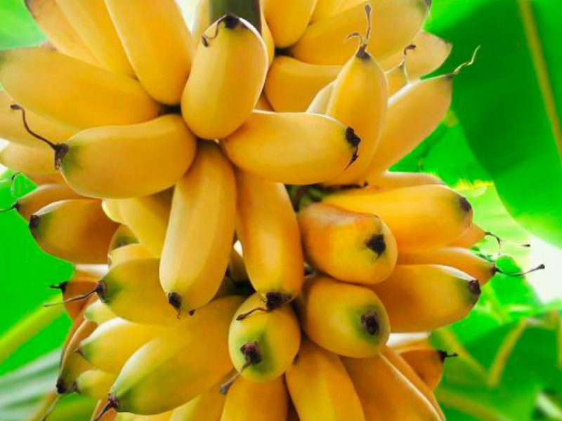 banana