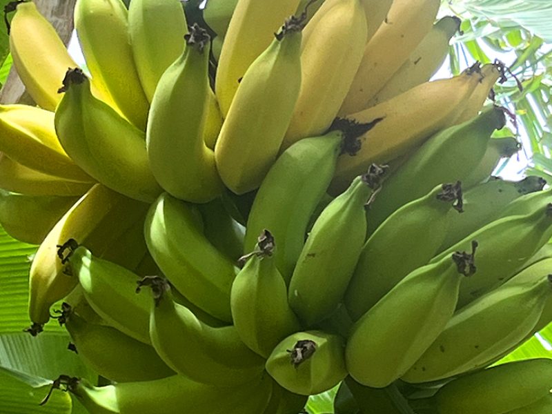 banana